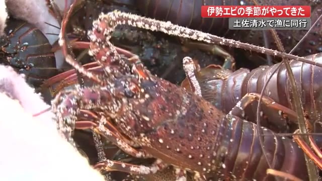 伊勢エビの季節がやってきた 今シーズン初の漁に同行 高知 プライムこうち 高知さんさんテレビ