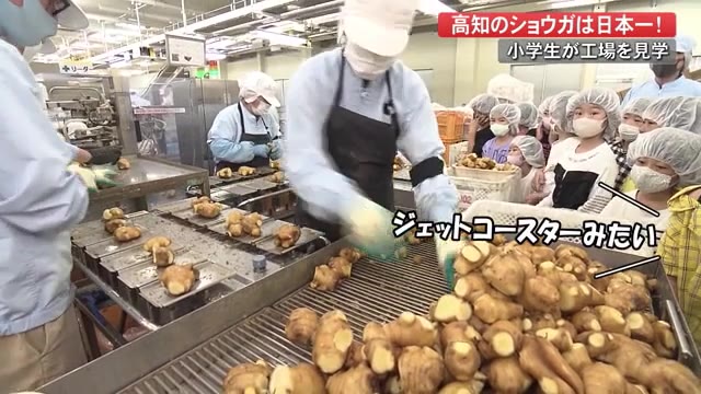 ジェットコースターみたい ショウガ工場見学で子どもたち興奮 高知 プライムこうち 高知さんさんテレビ ジェットコースターみたい ショウガ工場見学で子どもたち興奮 高知 プライムこうち 高知さんさんテレビ