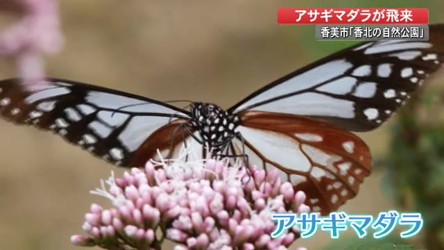 海を渡るチョウ アサギマダラが飛来 高知 プライムこうち 高知さんさんテレビ 海を渡るチョウ アサギマダラが飛来 高知 プライムこうち 高知さんさんテレビ