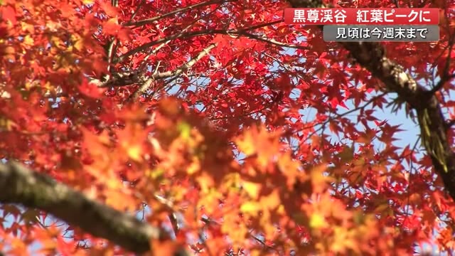 燃ゆる赤 清流を彩る四万十 黒尊渓谷 の紅葉 高知 プライムこうち 高知さんさんテレビ 燃ゆる赤 清流を彩る四万十 黒尊渓谷 の紅葉 高知 プライムこうち 高知さんさんテレビ