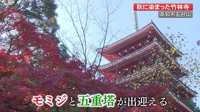モミジと五重塔のコラボレーション 四国霊場第三十一番札所 竹林寺の紅葉 高知市五台山 プライムこうち 高知さんさんテレビ
