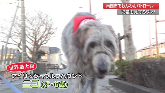 登下校中の安全見守るワン デカすぎる犬に子供たちは わんわんパトロール 高知 プライムこうち 高知さんさんテレビ 登下校中の安全見守るワン デカすぎる犬に子供たちは わんわんパトロール 高知 プライムこうち 高知さんさんテレビ