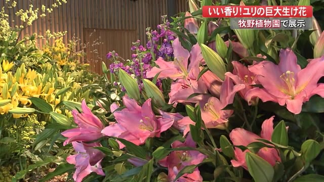 目指すは ただ 美しい 花の展示 ではなく 県産のユリ1000本が作り出す圧倒の世界 高知 プライムこうち 高知さんさんテレビ