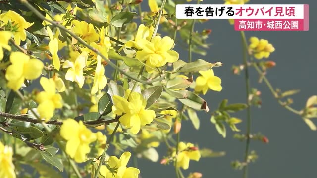 迎春の花 オウバイ が満開 川面に映る鮮やかな黄色に散歩する人もうっとり 高知市 城西公園 プライムこうち 高知さんさんテレビ 迎春の花 オウバイ が満開 川面に映る鮮やかな黄色に散歩する人もうっとり 高知市 城西公園 プライムこうち 高知さんさんテレビ