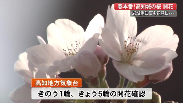 高知城のソメイヨシノ 開花 過去3番目の早さ 満開は1週間で満開へ 4月2日から 花回廊 も プライムこうち 高知さんさんテレビ 高知城のソメイヨシノ 開花 過去3番目の早さ 満開は1週間で満開へ 4月2日から 花回廊 も プライムこうち 高知さんさんテレビ