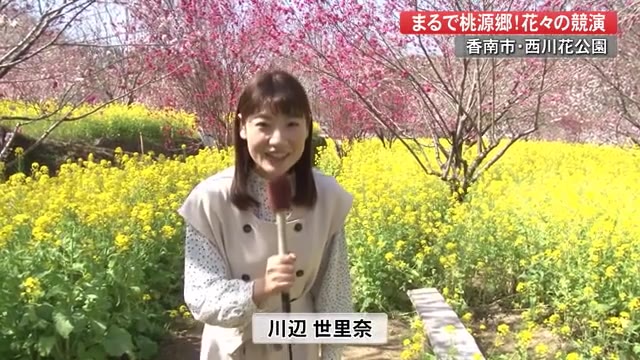 絶景だよね 高知の 桃源郷 西川花公園で春の花が見頃 新登場 黄色いドア も 日からは花祭り プライムこうち 高知さんさんテレビ 絶景だよね 高知の 桃源郷 西川花公園で春の花が見頃 新登場 黄色いドア も 日からは花祭り プライムこうち 高知さんさんテレビ