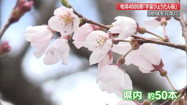 2021年ニウエオンス 銀のプルーフのような桜の形／桜 2021年