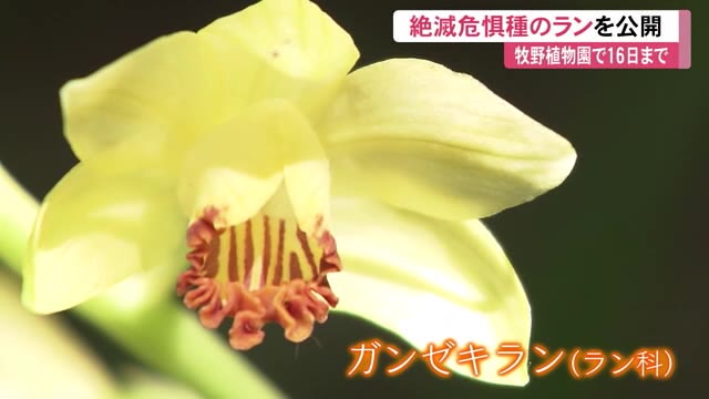 絶滅危惧種 ガンゼキラン 最高の美しさ 牧野植物園で2年ぶり公開 5月16日まで 高知 プライムこうち 高知さんさんテレビ