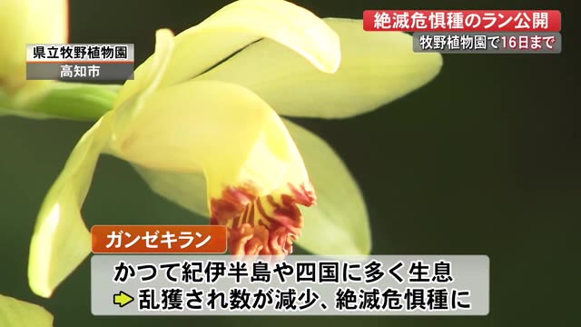 絶滅危惧種 ガンゼキランが期間限定公開 史上最高の開花 牧野植物園 5月16日まで 高知 プライムこうち 高知さんさんテレビ