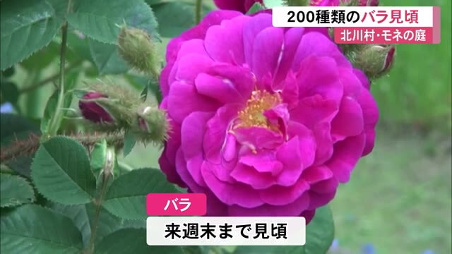 モネの庭でバラ0種 500本咲き盛り 人気スポットのバラのアーチも見頃に 高知 プライムこうち 高知さんさんテレビ