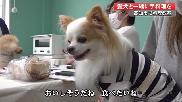 人も犬も食べられるパン作りに挑戦 おいしそうで待てないワン 愛犬同伴の料理教室 高知 プライムこうち 高知さんさんテレビ 人も犬も食べられるパン作りに挑戦 おいしそうで待てないワン 愛犬同伴の料理教室 高知 プライムこうち 高知さんさんテレビ