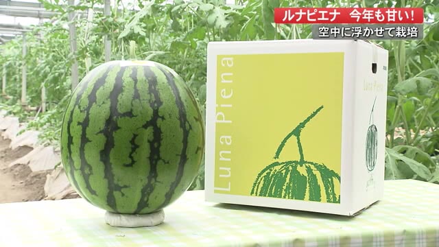あま い夏の味覚 ブランドスイカ ルナピエナ 甘さの秘訣 空中立体栽培 とは 高知 香南市 プライムこうち 高知さんさんテレビ あま い夏の味覚 ブランドスイカ ルナピエナ 甘さの秘訣 空中立体栽培 とは 高知 香南市 プライムこうち 高知さんさんテレビ