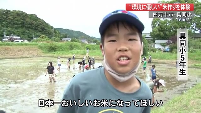 四万十川を後世に 日本一おいしいお米に 小学生が環境に優しいコメ作りに挑戦 高知 プライムこうち 高知さんさんテレビ