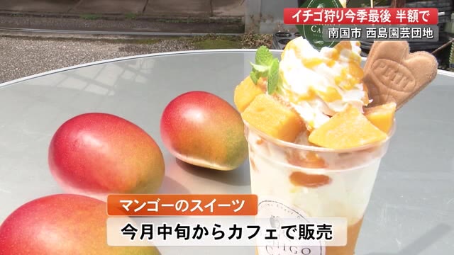 イチゴ狩り半額フェア 旬のマンゴーはいかが 南国市の観光農園 季節のフルーツ楽しんで 高知 プライムこうち 高知さんさんテレビ イチゴ狩り半額フェア 旬のマンゴーはいかが 南国市の観光農園 季節のフルーツ楽しんで 高知 プライムこうち 高知さんさんテレビ