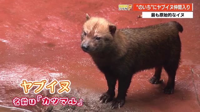 四国初公開 最も原始的なイヌ ヤブイヌ が兵庫からのいち動物公園に仲間入り 高知 プライムこうち 高知さんさんテレビ 四国初公開 最も原始的なイヌ ヤブイヌ が兵庫からのいち動物公園に仲間入り 高知 プライムこうち 高知さんさんテレビ