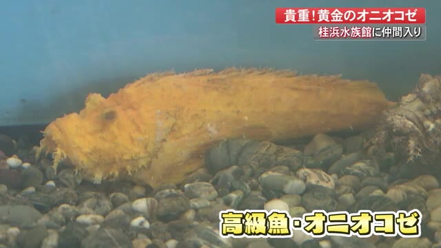 幸運を呼ぶ高級魚 おお 金色 ハッピーな気分に 黄金のオニオコゼ 桂浜水族館に仲間入り 高知 プライムこうち 高知さんさんテレビ