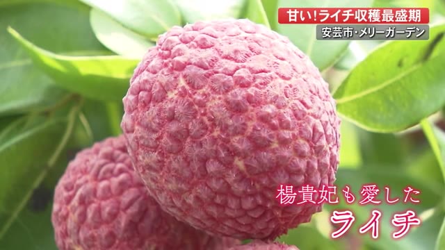売れ筋アイテムラン ゼオスキンライチ様専用
