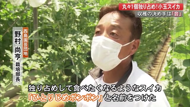 丸々1個独り占め 小玉スイカ収穫の決め手は 音 高知 プライムこうち 高知さんさんテレビ