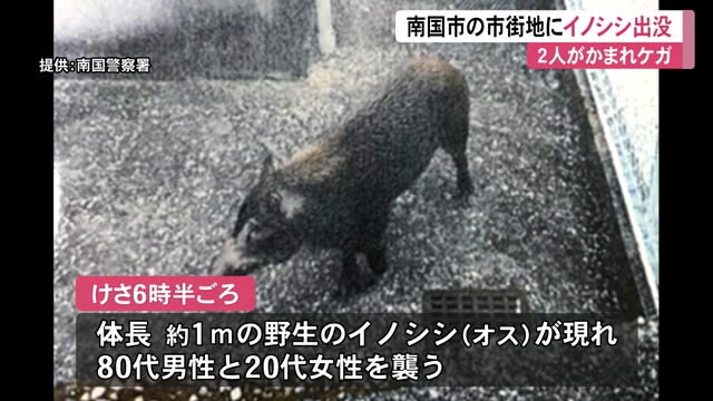 南国市の市街地にイノシシ出没 80代男性と代女性が噛まれケガ 警察と消防が捕獲 高知 プライムこうち 高知さんさんテレビ 南国市の市街地にイノシシ出没 80代男性と代女性が噛まれケガ 警察と消防が捕獲 高知 プライムこうち 高知さんさんテレビ