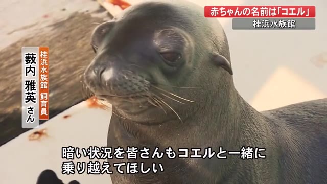 桂浜水族館・カリフォルニアアシカの赤ちゃん 命名「コエル」 コロナ禍 