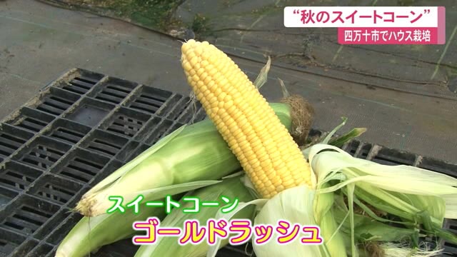 あま～い！新たな“秋の味覚”に！スイートコーンの収穫スタート【高知