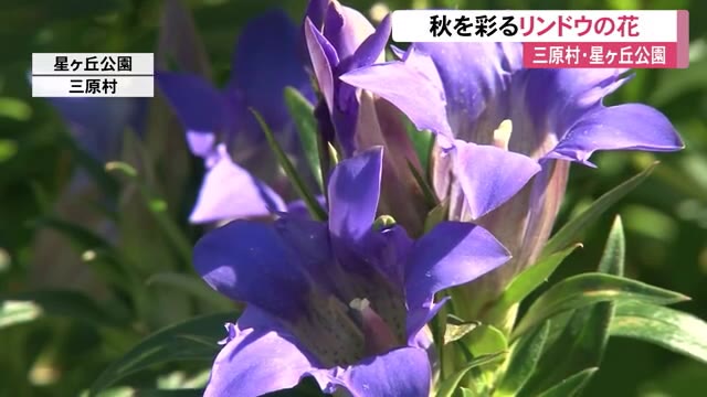 青やピンク 珍しい白色も 秋の花 リンドウ が三原村の公園で見頃 高知 プライムこうち 高知さんさんテレビ