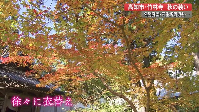 竹林寺も秋の装い 名勝庭園や五重塔周辺が紅葉見頃 高知 プライムこうち 高知さんさんテレビ
