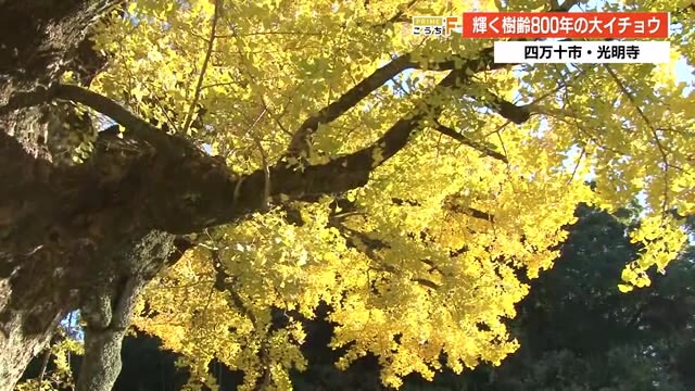 樹齢800年 黄金色に輝く光明寺の大イチョウ「今が一番いい時」県内は