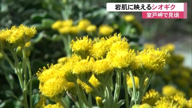 岩肌に映える シオギク 見頃 室戸岬に咲く全国でも珍しいキク科の多年草 高知 プライムこうち 高知さんさんテレビ