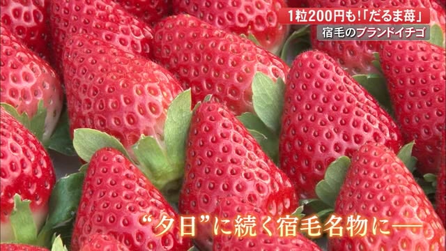1粒200円！真っ赤な夕日から名付けられたブランドいちご 「だるま苺」を宿毛の名物に【高知】 « プライムこうち - 高知さんさんテレビ