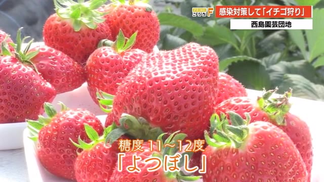 南国市 西島園芸団地でイチゴ狩りスタート 期間限定スイーツも登場 高知 プライムこうち 高知さんさんテレビ
