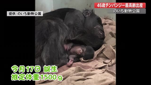 国内最高齢 ベテランママ 46歳のチンパンジーが出産 高知 のいち動物公園 プライムこうち 高知さんさんテレビ