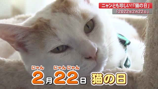 今年の2月22日は2が6つ並ぶ スーパー猫の日 貴重な瞬間もネコは 高知 プライムこうち 高知さんさんテレビ