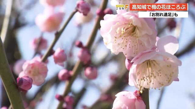 高知城で梅の花ほころぶ 思い出作りの お別れ遠足 も 高知 プライムこうち 高知さんさんテレビ