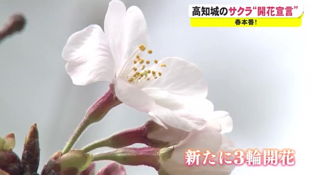 高知でサクラ開花宣言、平年より3日早く去年より4日遅い « 高知の