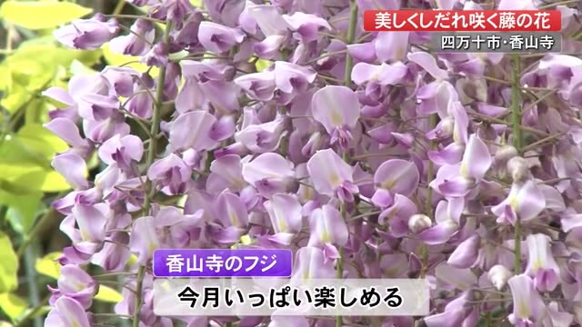 四万十市で『藤の花』見ごろ、「本紅藤」や「野田長藤」など20種類