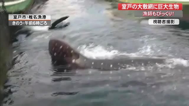 漁師もビックリ 定置網に入っていたのはジンベエザメ 見たことない なんと全長10メートル 高知 プライムこうち 高知さんさんテレビ