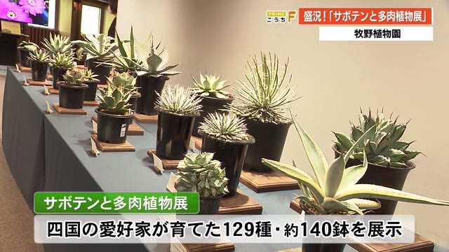 牧野植物園の人気イベント サボテンと多肉植物展 販売会も開催 高知 プライムこうち 高知さんさんテレビ
