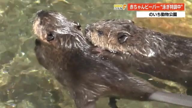 のいち動物公園で2匹の赤ちゃんビーバーが泳ぎの特訓中 夫婦で役割分担し子育て 高知 プライムこうち 高知さんさんテレビ