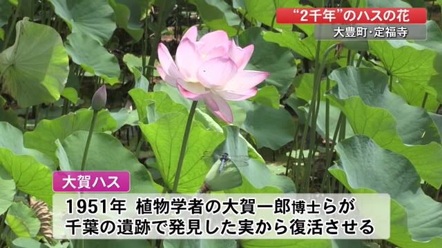 2千年の時を超えて現代に蘇った「尊い花」大豊町の寺で見ごろに【高知