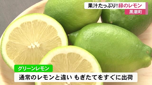 果汁たっぷりフルーティー グリーンレモン の収穫始まる 高知 プライムこうち 高知さんさんテレビ