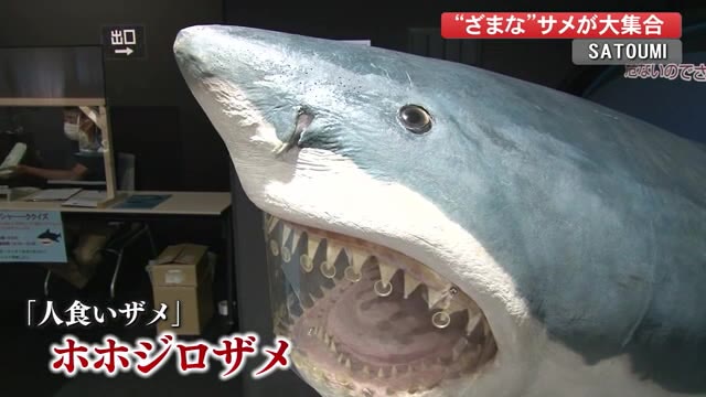 夏休みは足摺海洋館へ ユニークな サメ に会えるイベント 8月には サメグルメ も 高知 プライムこうち 高知さんさんテレビ