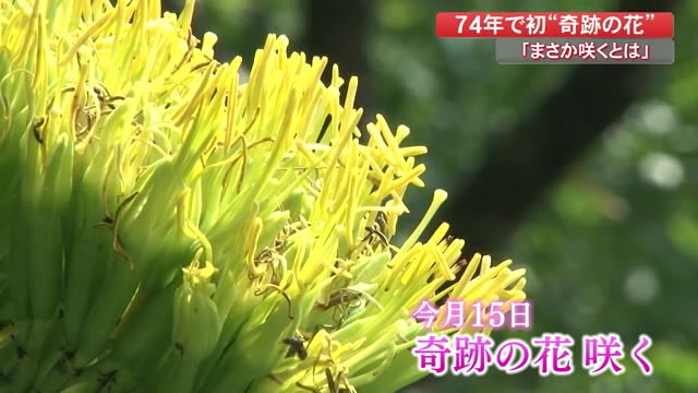 まさか咲くとは 74年前に植えた 奇跡の花 リュウゼツラン開花 高知 四万十市 プライムこうち 高知さんさんテレビ