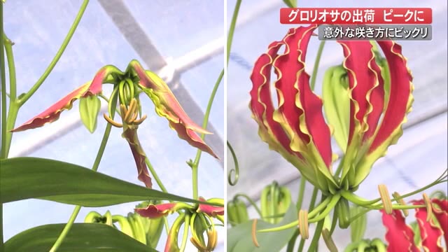 グロリオサの出荷が最盛期 意外な花の咲き方とは 高知 プライムこうち 高知さんさんテレビ