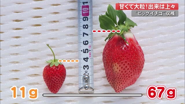 高知】大きさ6倍！ビッグなイチゴ、味は「泣くほど嫌いな子供が