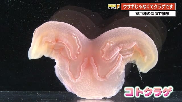 深海の珍クラゲ、見た目はウサギ！？高知・室戸沖で発見、茨城・大洗