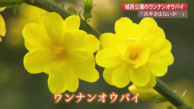 お堀に黄色いカーテンがお目見え 城西公園のウンナンオウバイが見頃