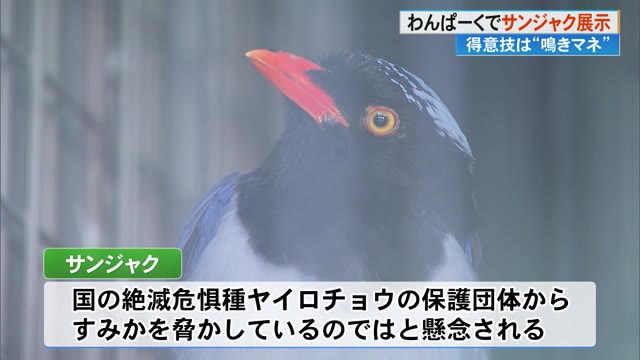 美しい姿で鳴きまね上手！？外来種の鳥「サンジャク」の展示始まる