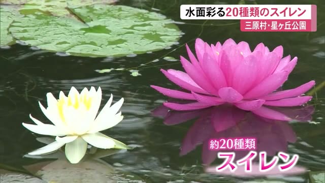 星ヶ丘公園の水面を鮮やかに彩る20種類のスイレン 【高知・三原村