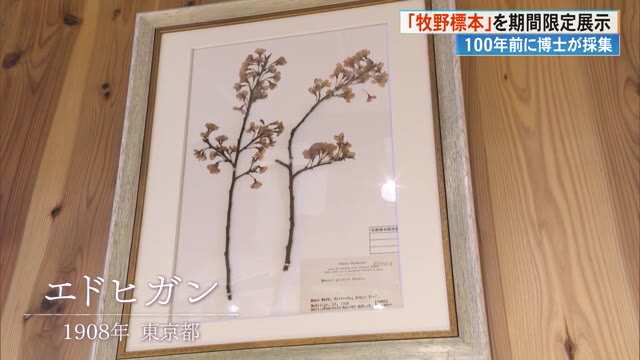 高知】エドヒガンにウラジロウツギ 100年前に牧野博士が採集した標本を